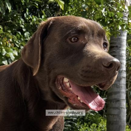 Photo 1/1 Chien retrouvé Perdu à Carqueiranne