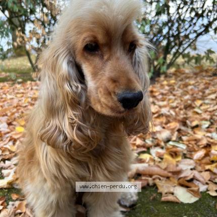 Photo 1/1 Ulysse Chien perdu à Nozay