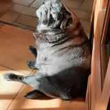 Photo de chien perdu à Brelidy