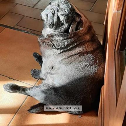 Photo 1/2 Helsy Chien perdu à Brelidy