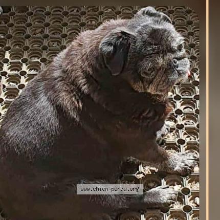 Photo 2/2 Helsy Chien perdu à Brelidy