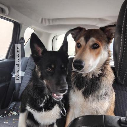 Photo de chien trouvé à Petosse