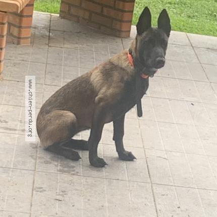 Photo de chien perdu à Pouillon