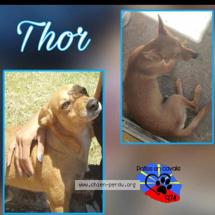 Photo 1/1 Thor Chien perdu à Saint Denis