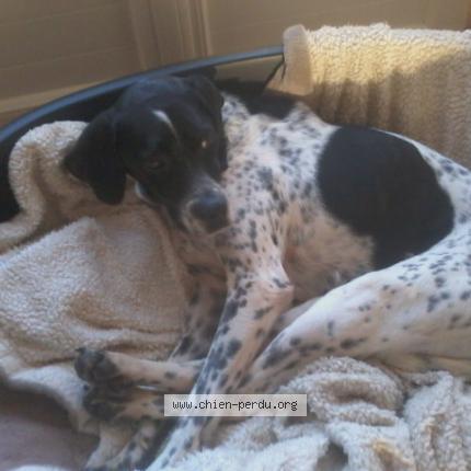 Photo 1/1 Yuna Chien perdu à Grignols