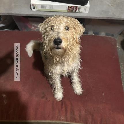 Photo 1/1 Chien retrouvé Trouvé à Ploermel