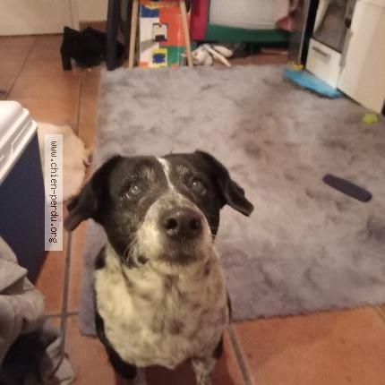 Photo de chien trouvé à Neuil Le Virouil