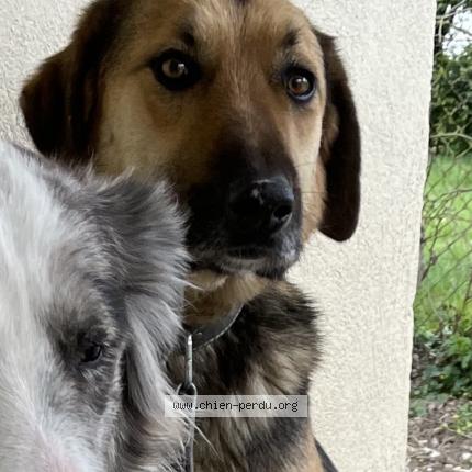 Photo de chien perdu à Montans