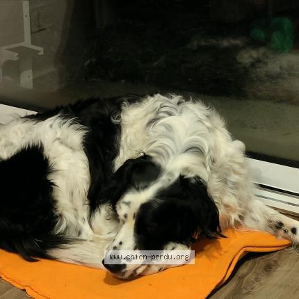 Photo 1/1 Chien retrouvé Trouvé à Saint paul sur yenne