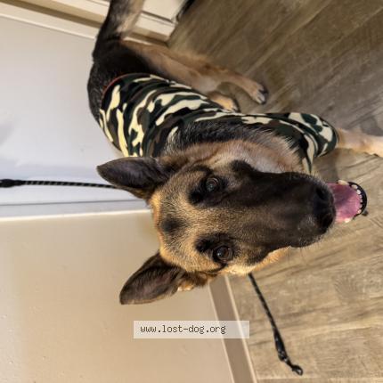 Photo 1/1 MAX Chien perdu à Spokane