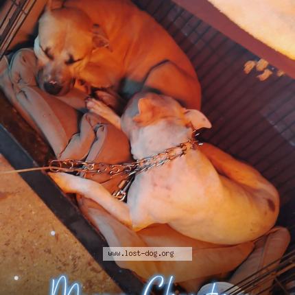 Photo 1/1 Ace Chien perdu à Houston