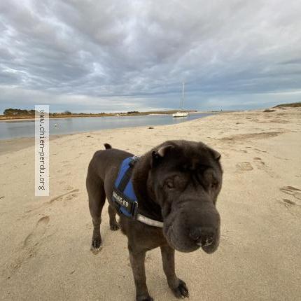 Photo de chien perdu à Plomeur