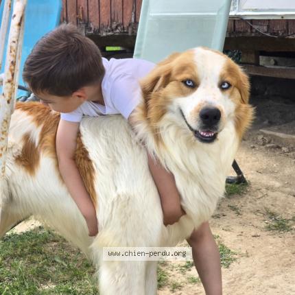 Photo 1/1 SIRIUS Chien perdu à Montbazin