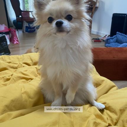 Photo 1/1 kiwi Chien perdu à Alfortville