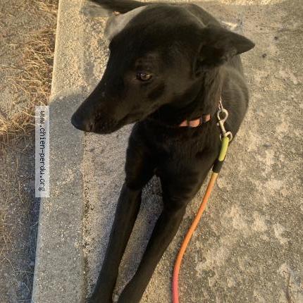 Photo 1/1 Chien trouvé Trouvé à Port saint louis du rhone