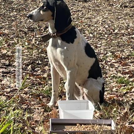 Photo 1/1 Chien trouvé Trouvé à Valensole