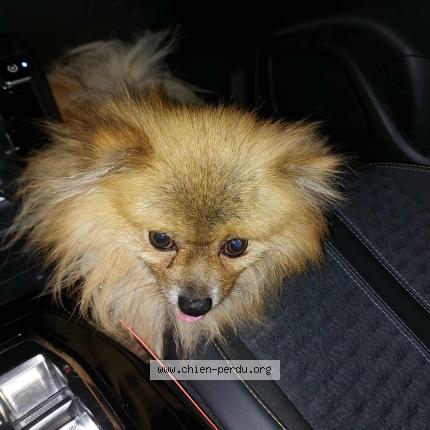 Photo de chien trouvé à Houdain