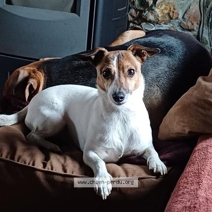 Photo 2/2 Chien retrouvé Perdu à Havre