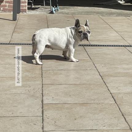 Photo de chien perdu à Gonneville Sur Mer