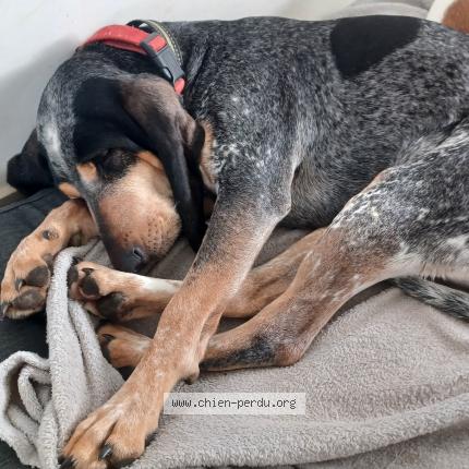 Photo 1/1 Chien retrouvé Perdu à Stavelot