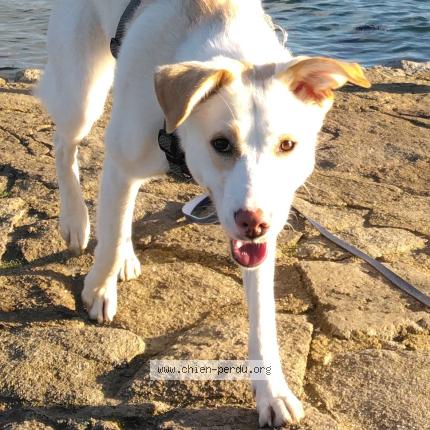 Photo de chien perdu à Peumerit