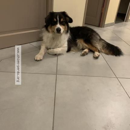 Photo de chien perdu à Paris Lhopital