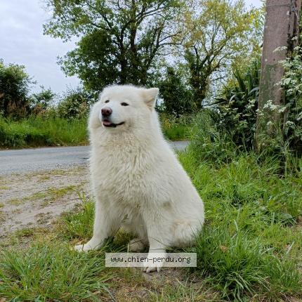 Photo 1/1 Chien retrouvé Perdu à La chapelle palluau