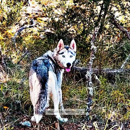 Photo de chien perdu à La Batie De Peyroules