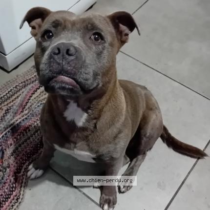 Photo 1/1 Chien retrouvé Perdu à Le Tampon
