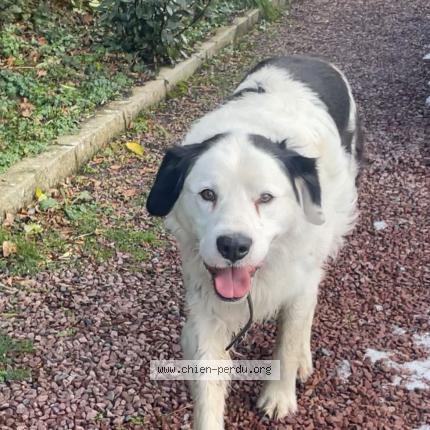 Photo 1/1 Chien trouvé Trouvé à Dangy