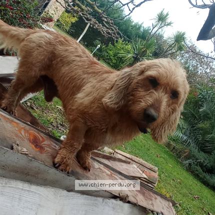 Photo 1/1 Chien retrouvé Perdu à Le luc