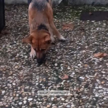 Photo 1/1 Chien trouvé Trouvé à Malause