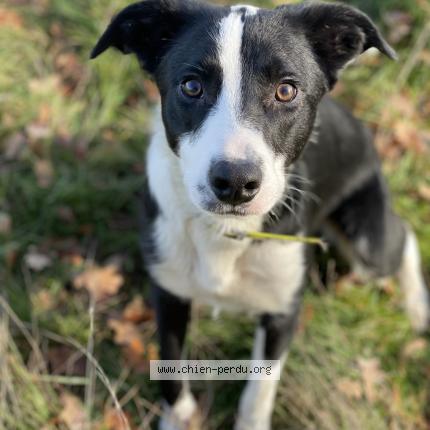 Photo 1/1 Oscar Chien perdu à Bellegarde en marche