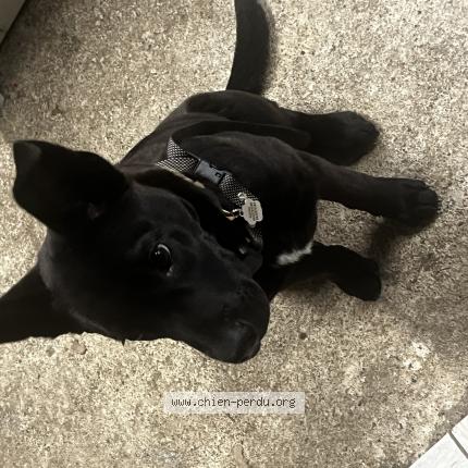 Photo de chien perdu à L Absie