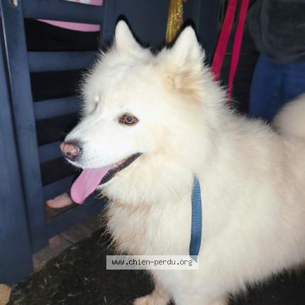 Photo de chien trouvé à Saint Alban