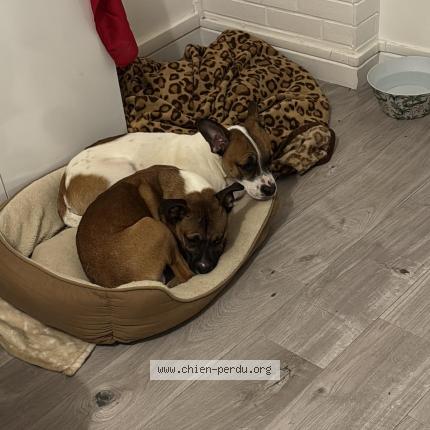 Photo 1/1 Valente Ferreira Tayna Chien perdu à Pontault combault