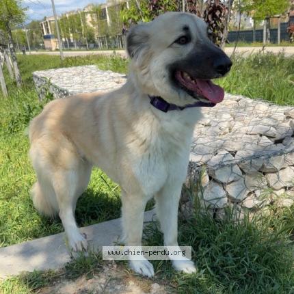 Photo 1/1 Tresor Chien perdu à Marseille