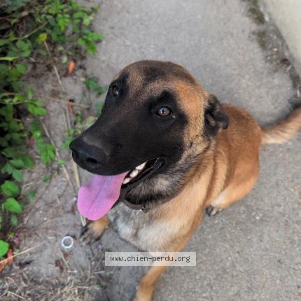 Photo 1/1 Chien retrouvé Perdu à Beauvoir sur mer