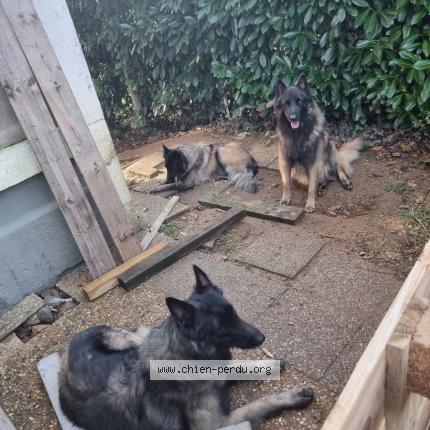 Photo 1/1 Titan Chien perdu à Laurede