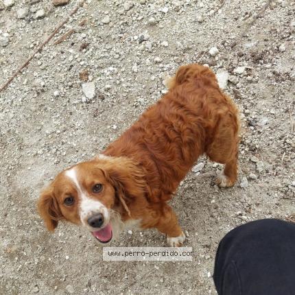 Photo 1/1 Tito Chien perdu à Don justo carretera al salvado