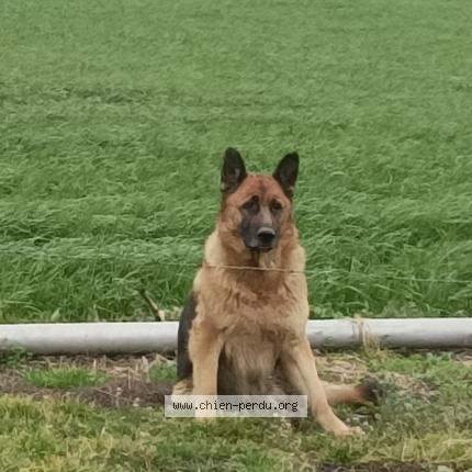 Photo 1/1 Ollie Chien perdu à Grand fougeray