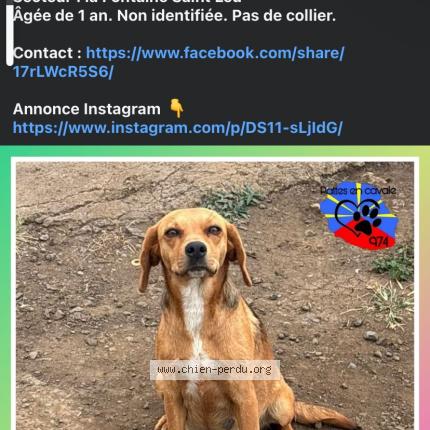 Photo 1/1 Leya Chien perdu à Saint Leu