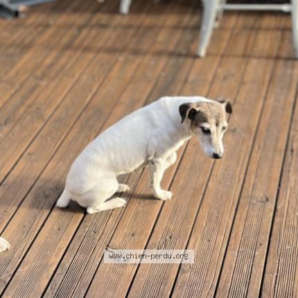 Photo 1/1 Anne Nativel Chien perdu à 50