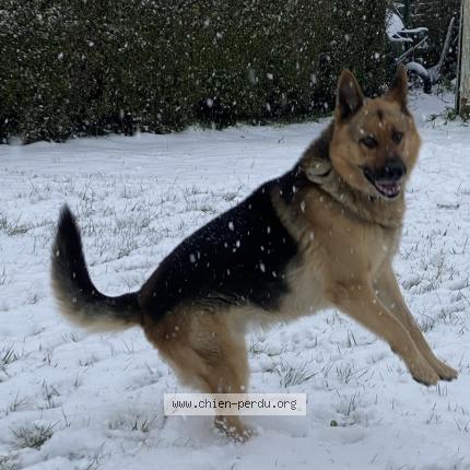Photo 1/1 Chien retrouvé Perdu à Lievin