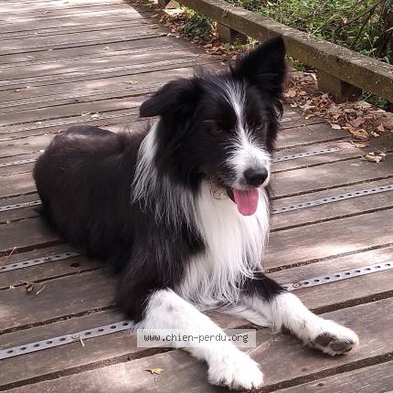 Photo de chien perdu à Herouville St Clair