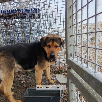 Photo de chien trouvé à Allogny