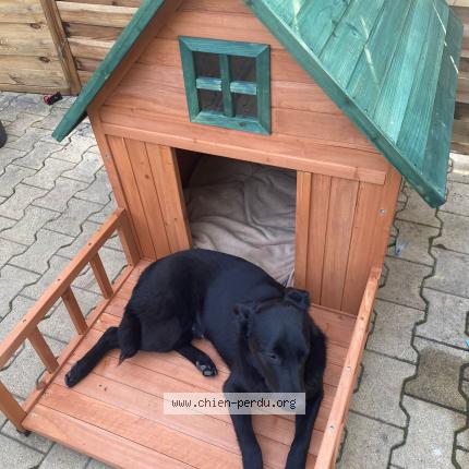 Photo 1/1 Tyson Chien perdu à Avignon