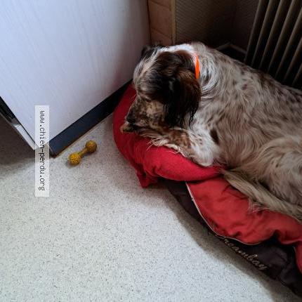 Photo 1/1 Chien retrouvé Perdu à Cour st maurice