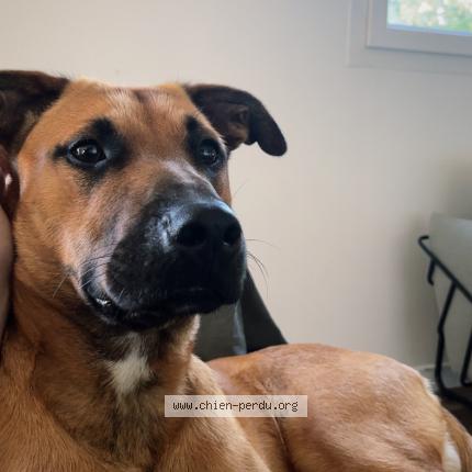 Photo 1/1 Chien retrouvé Perdu à Boissy les perches