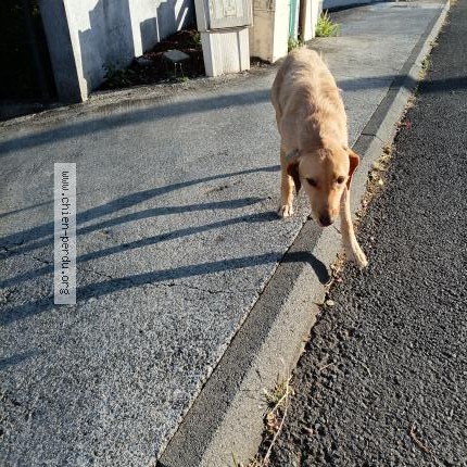Photo 1/1 Chien trouvé Trouvé à Etang Salee
